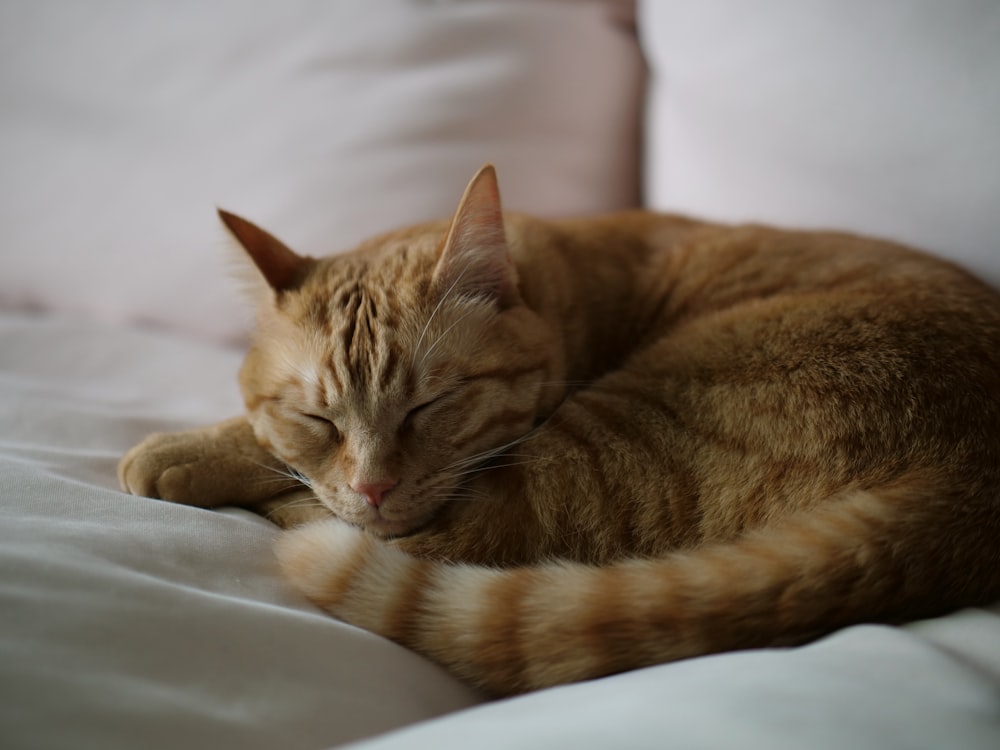 a close up of a cat sleeping on a bed