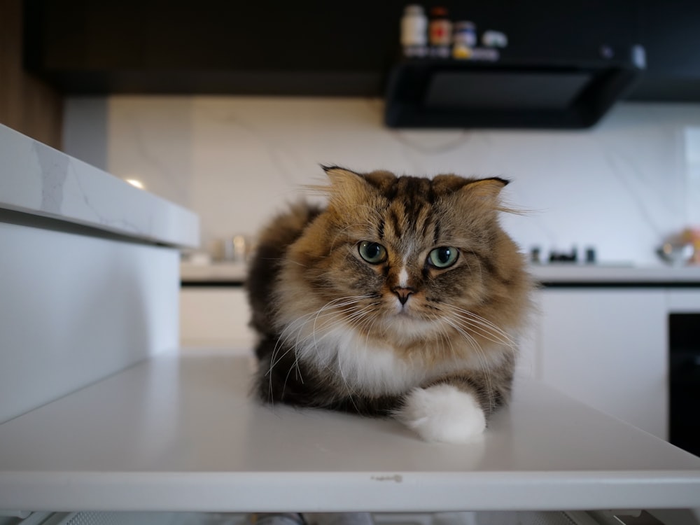 un gatto seduto sopra un bancone bianco