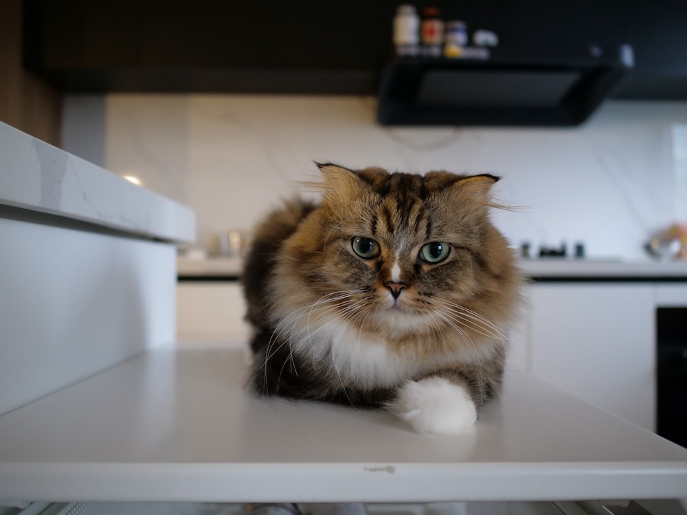 a cat sitting on top of a white counter