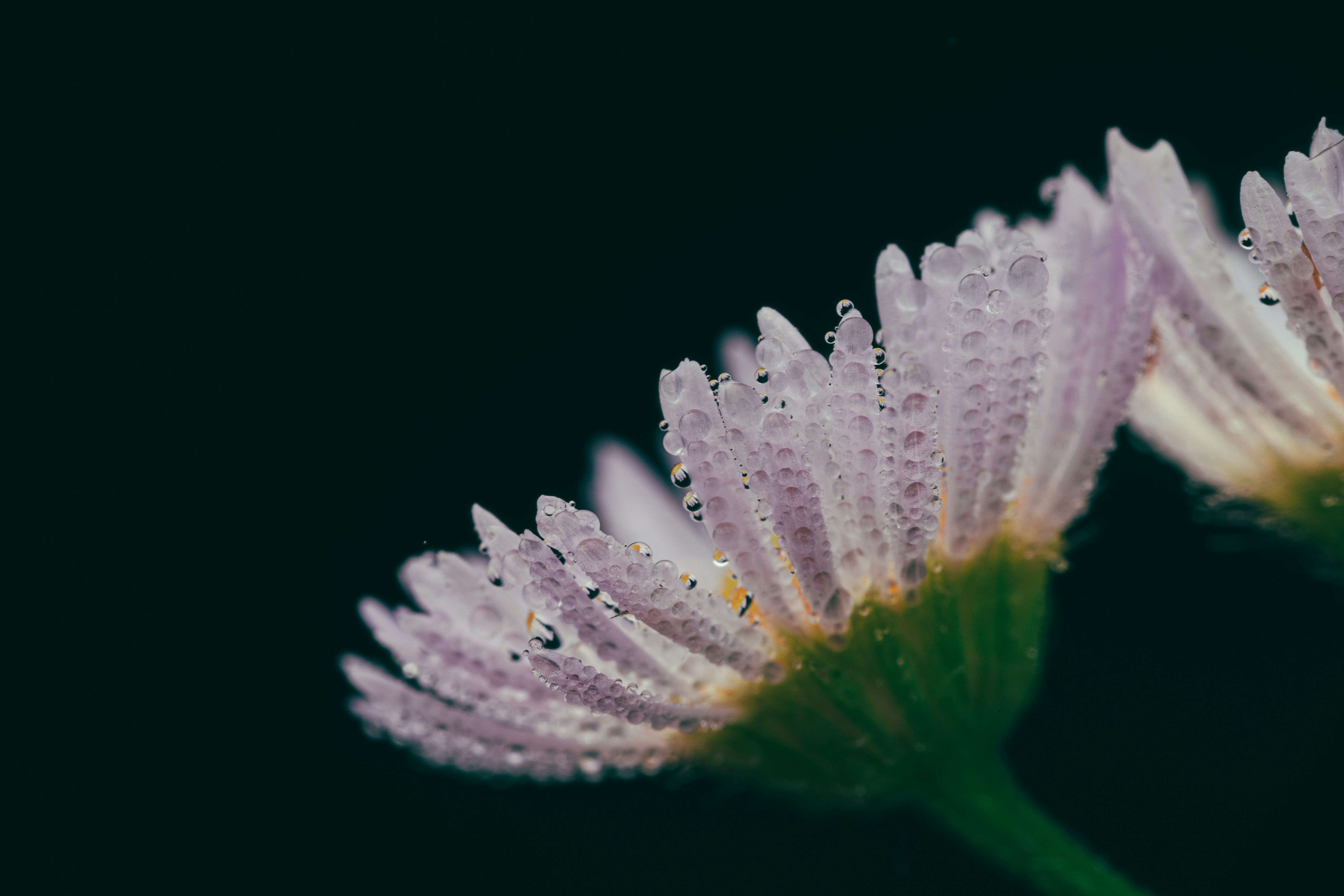 Photo by timothycdykes