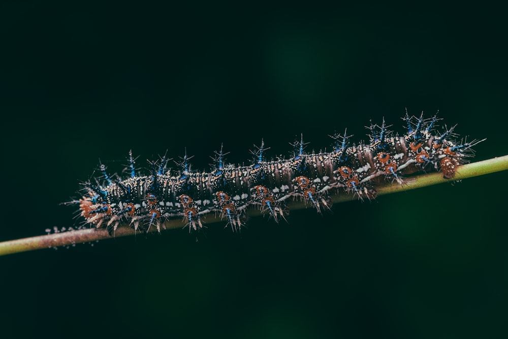 a close up of a caterpillar on a plant