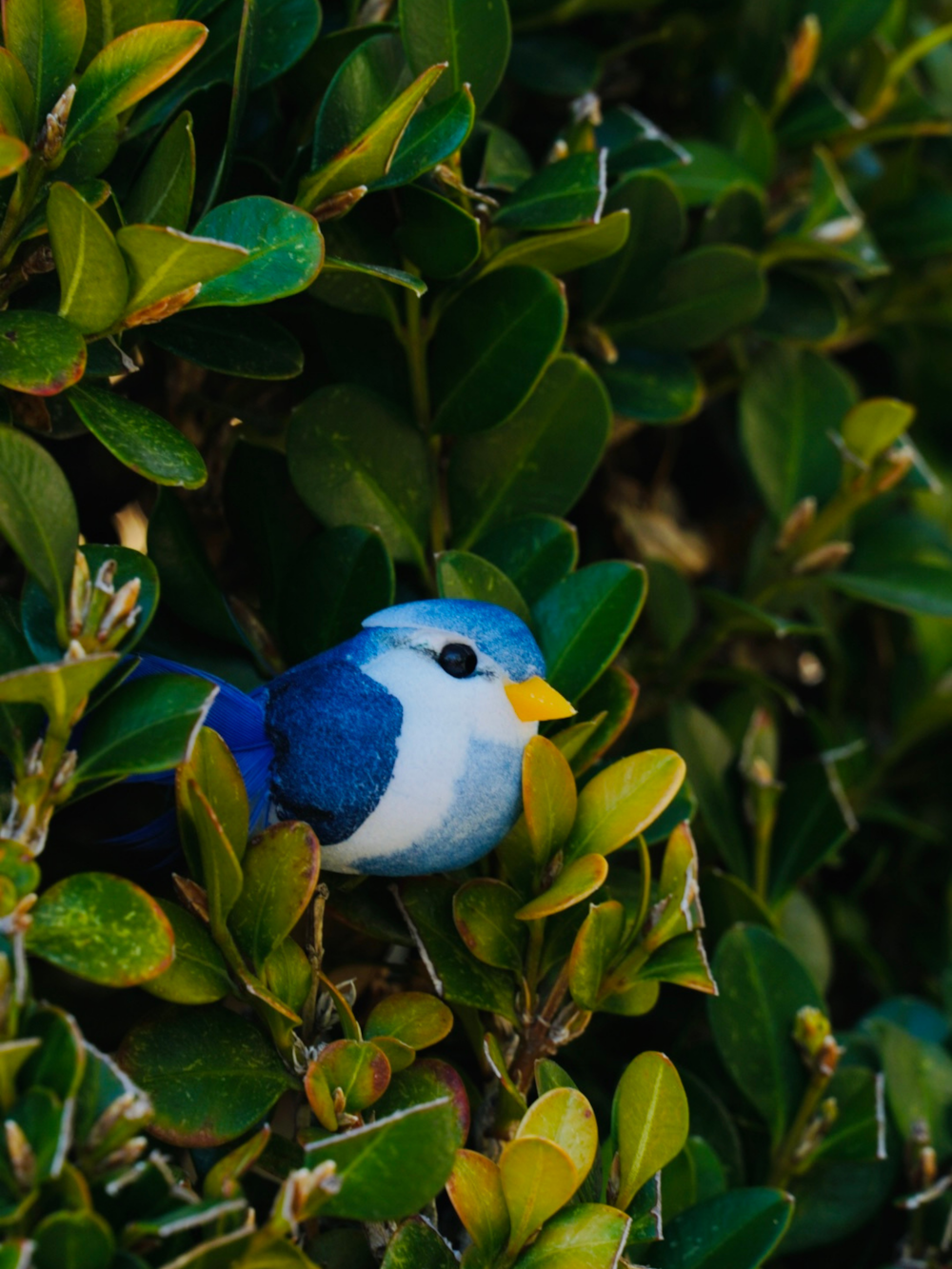 a blue bird sitting on top of a green bush