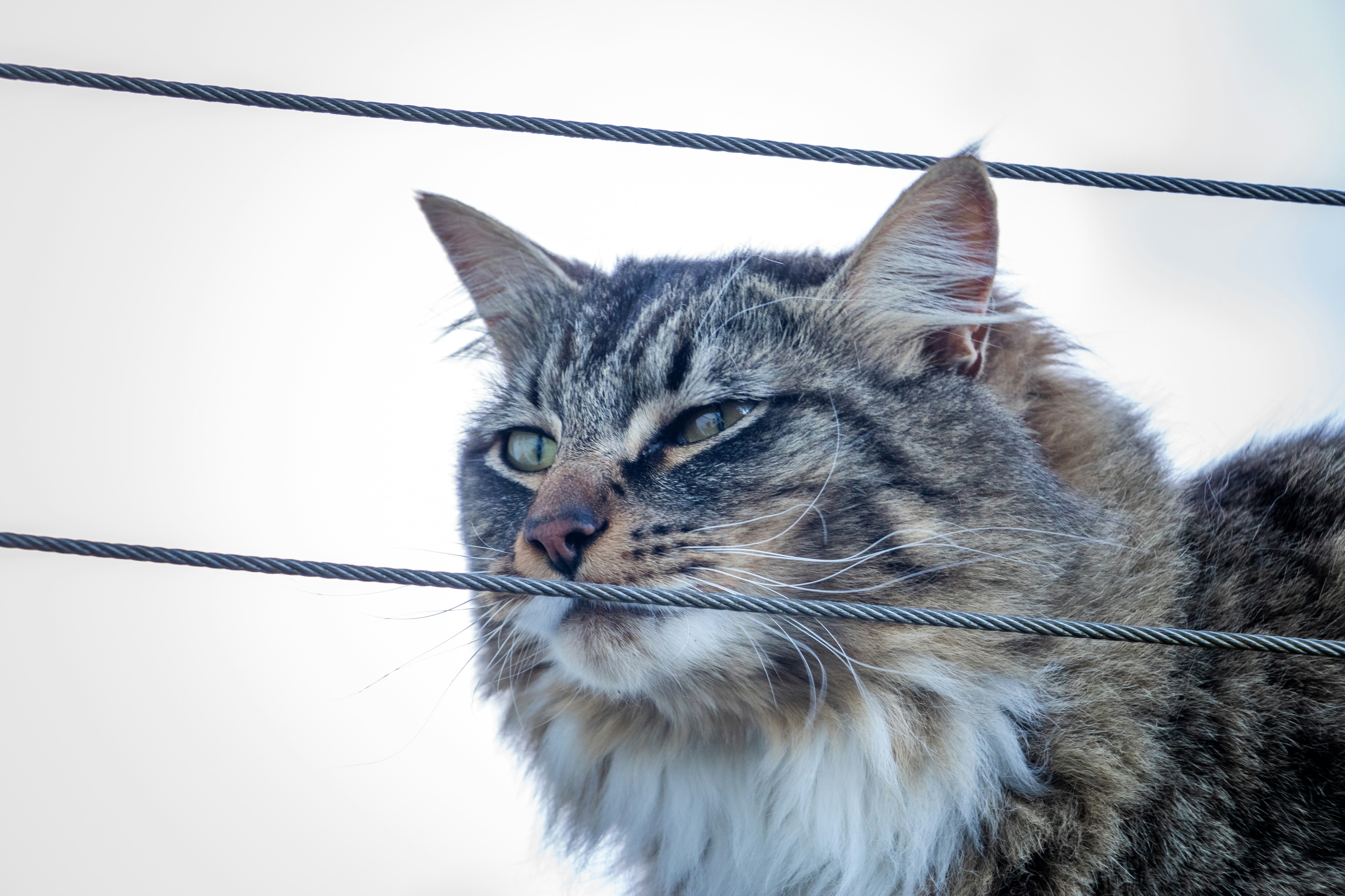 a close up of a cat behind a wire fence