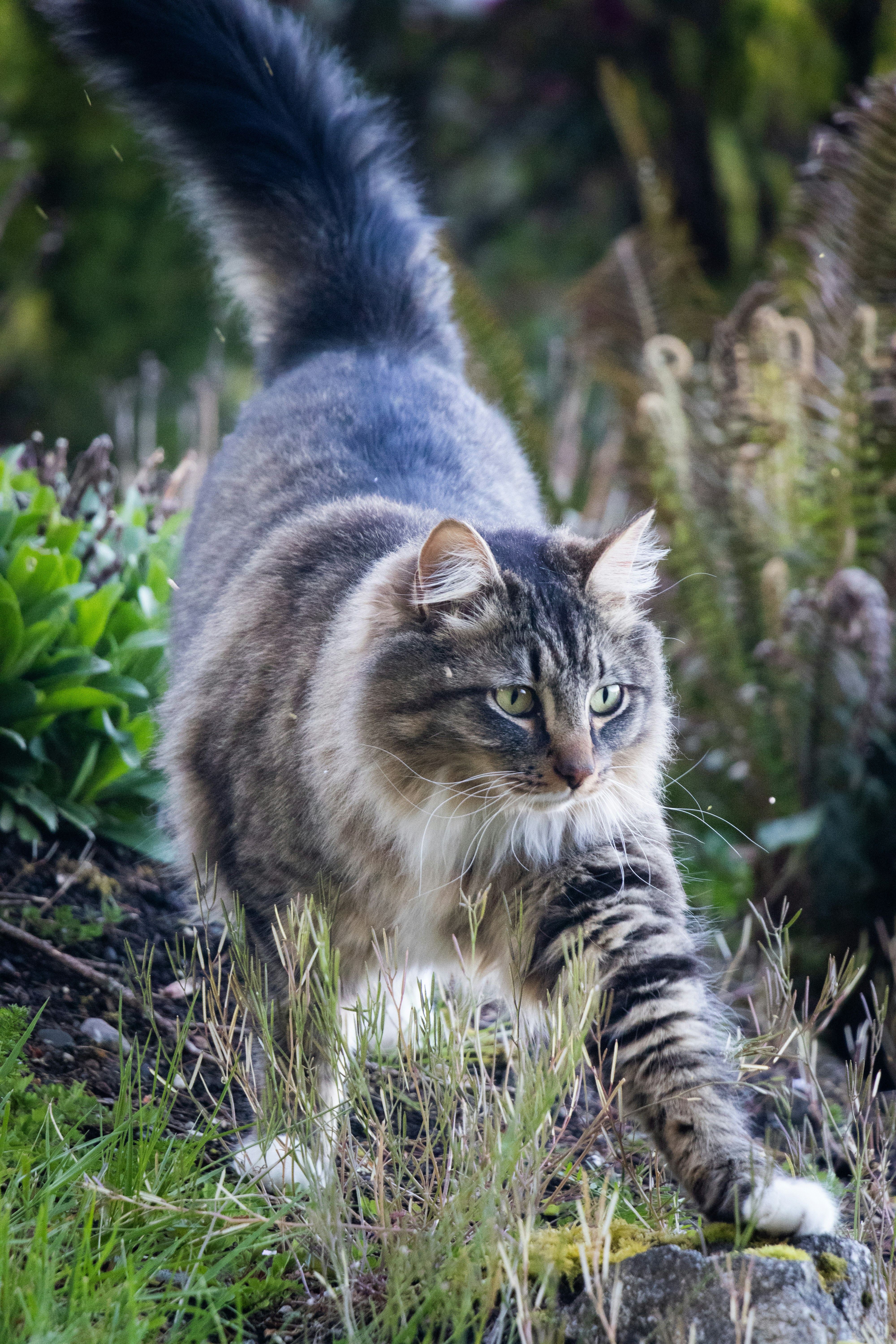 Tail Twitching While Hunting: Predatory Instincts (image credits: unsplash)