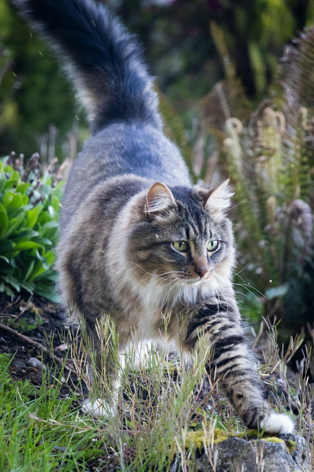 a cat that is walking in the grass