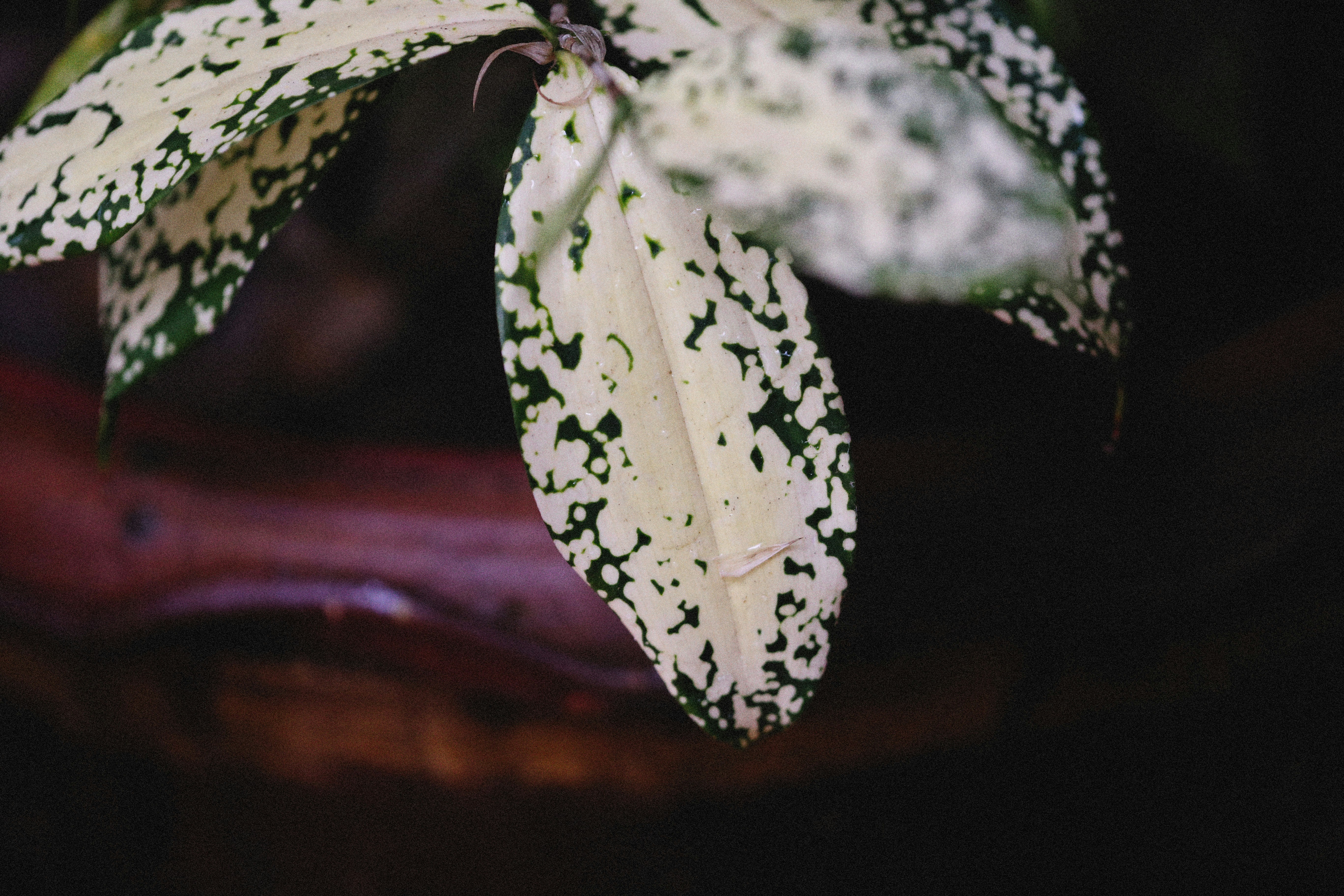 Photo by alexeydemidov