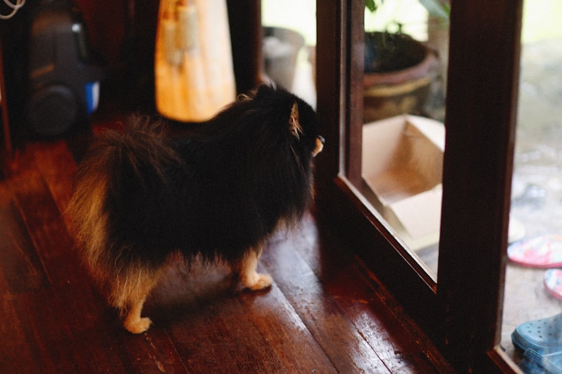 A small, fluffy dog stands indoors looking out through a glass door. The sunlight creates a cozy ambiance inside the room, and the wooden floor enhances the warm atmosphere. A pot with a plant and a cardboard box can be seen outside, along with some colorful objects nearby.