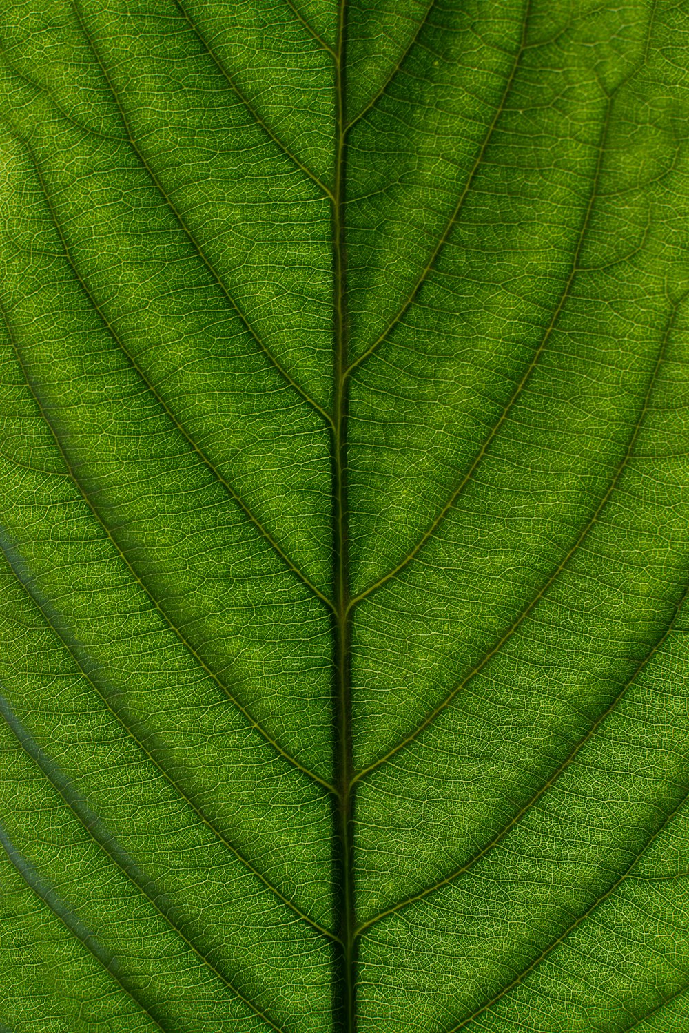 a close up view of a green leaf