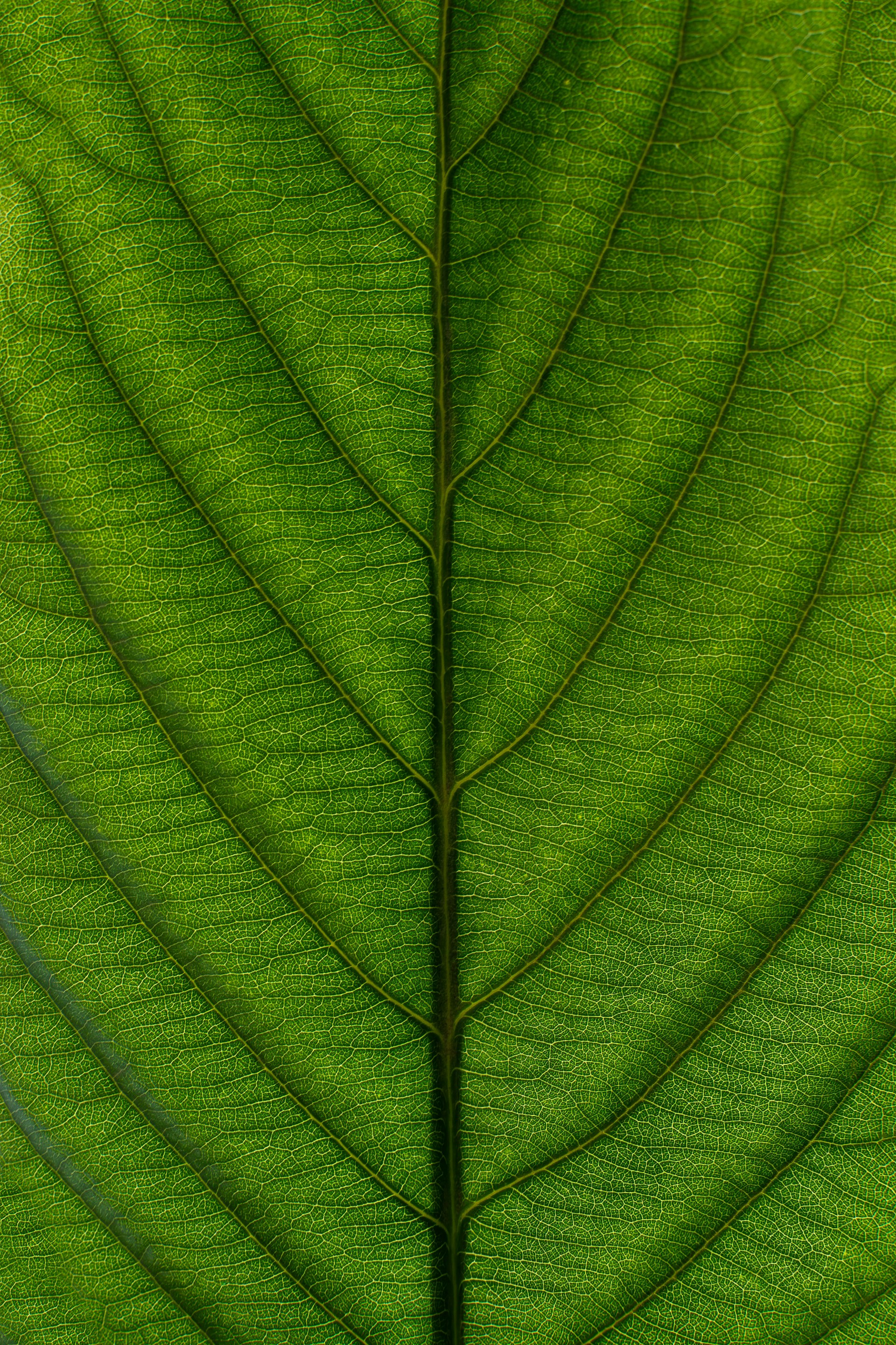 a close up view of a green leaf