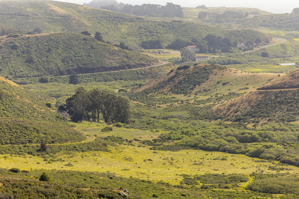 a lush green hillside covered in lots of trees