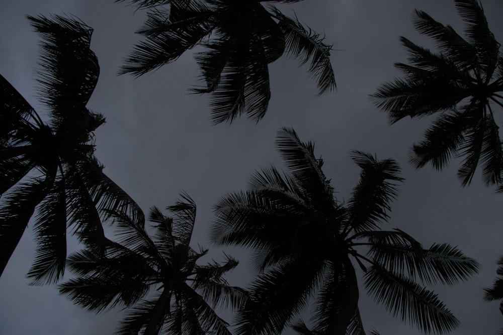 a view of the tops of palm trees from below