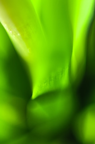 Softly lit digital art piece featuring organic forms in deep green and beige, inviting reflective stillness.