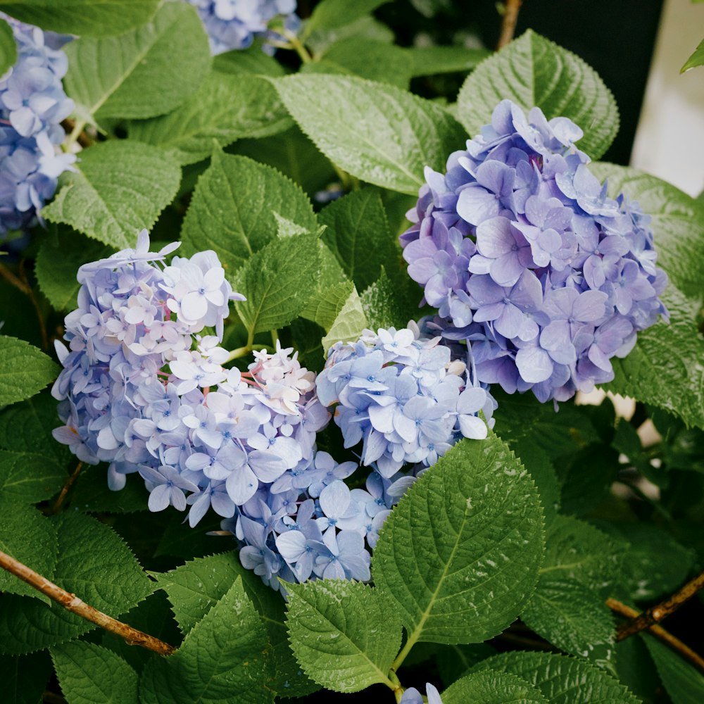 a bunch of blue flowers with green leaves