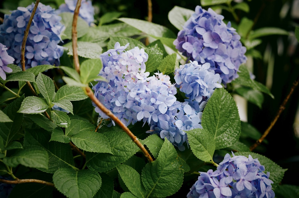 un mazzo di fiori blu che sono su un cespuglio