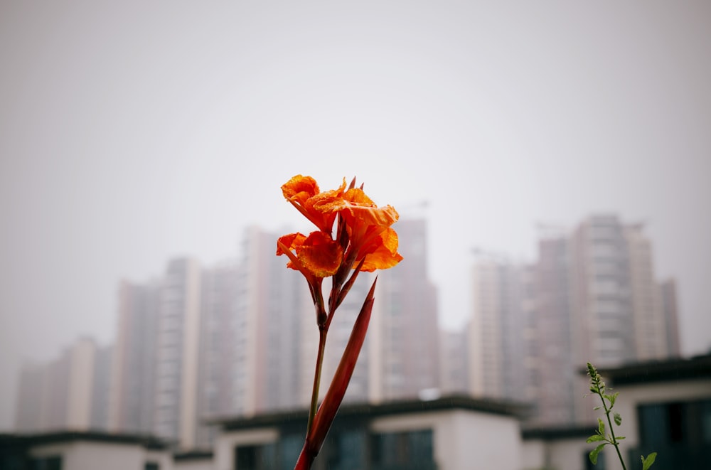 a single orange flower in front of a city skyline