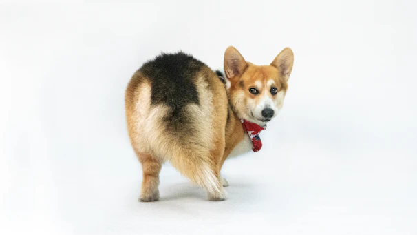 A Corgi dog wears a red bandana around its neck while standing on a plain white background. The dog's short legs, long body, and fluffy tail are prominent, and it appears to be looking back over its shoulder.