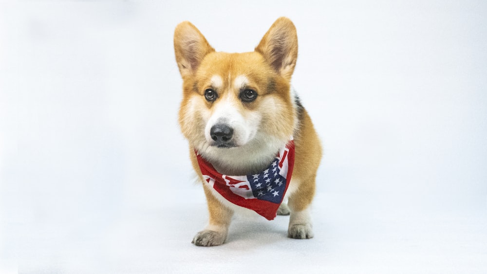 a dog with an american flag bandana on