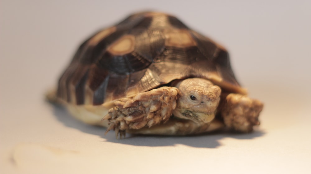 a close up of a turtle on a white surface