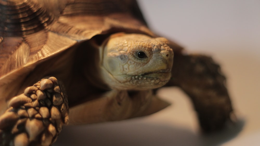 a close up of a turtle on a white surface