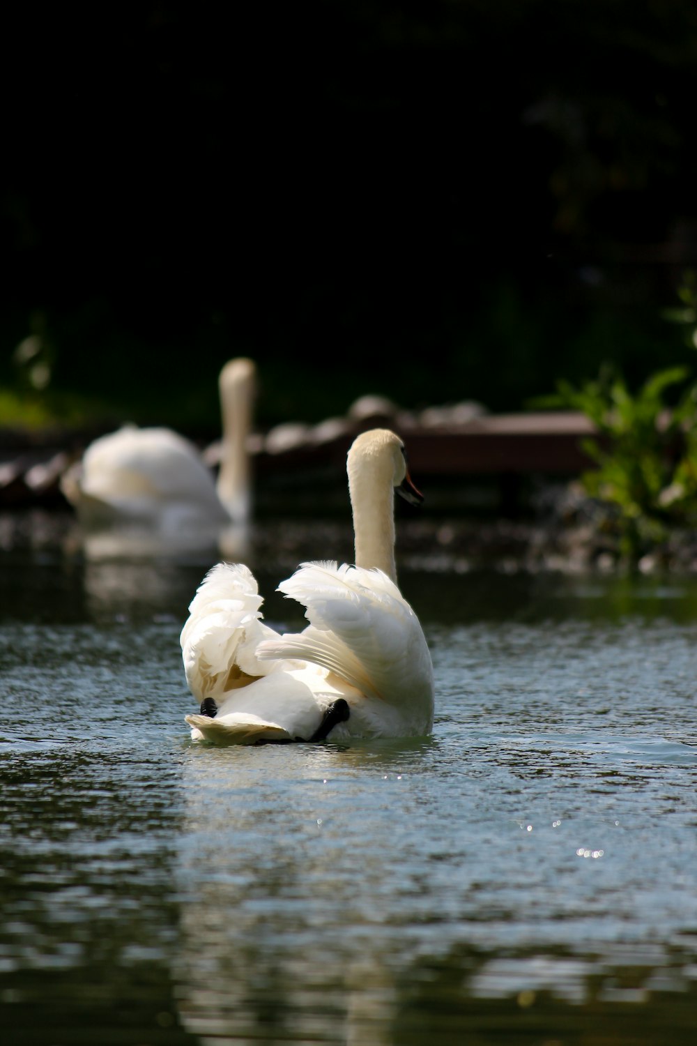 a couple of white swans swimming on top of a lake
