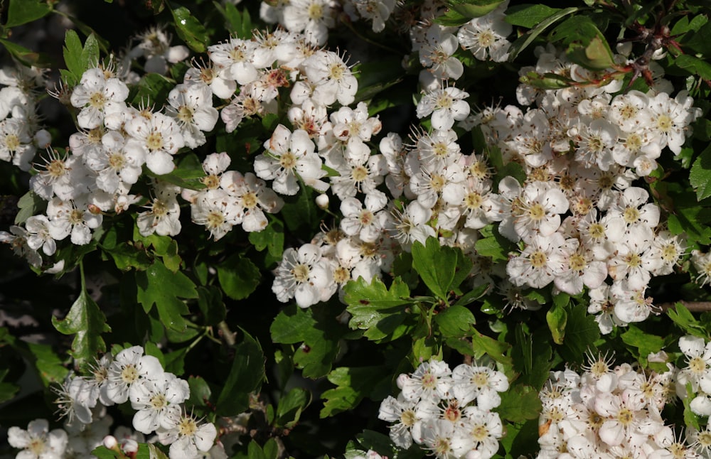 a bush of white flowers with green leaves