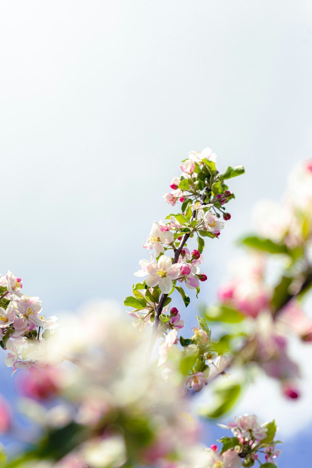 um ramo de uma árvore com flores brancas e cor-de-rosa