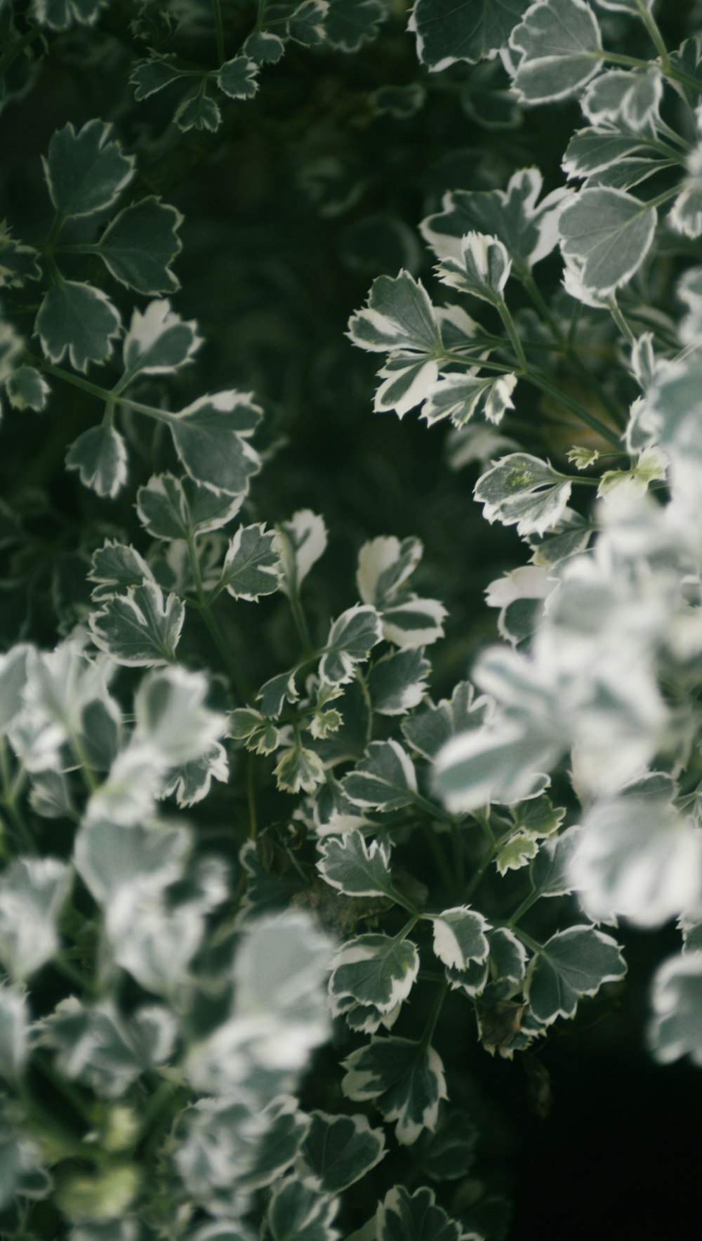 a close up of a bunch of green leaves