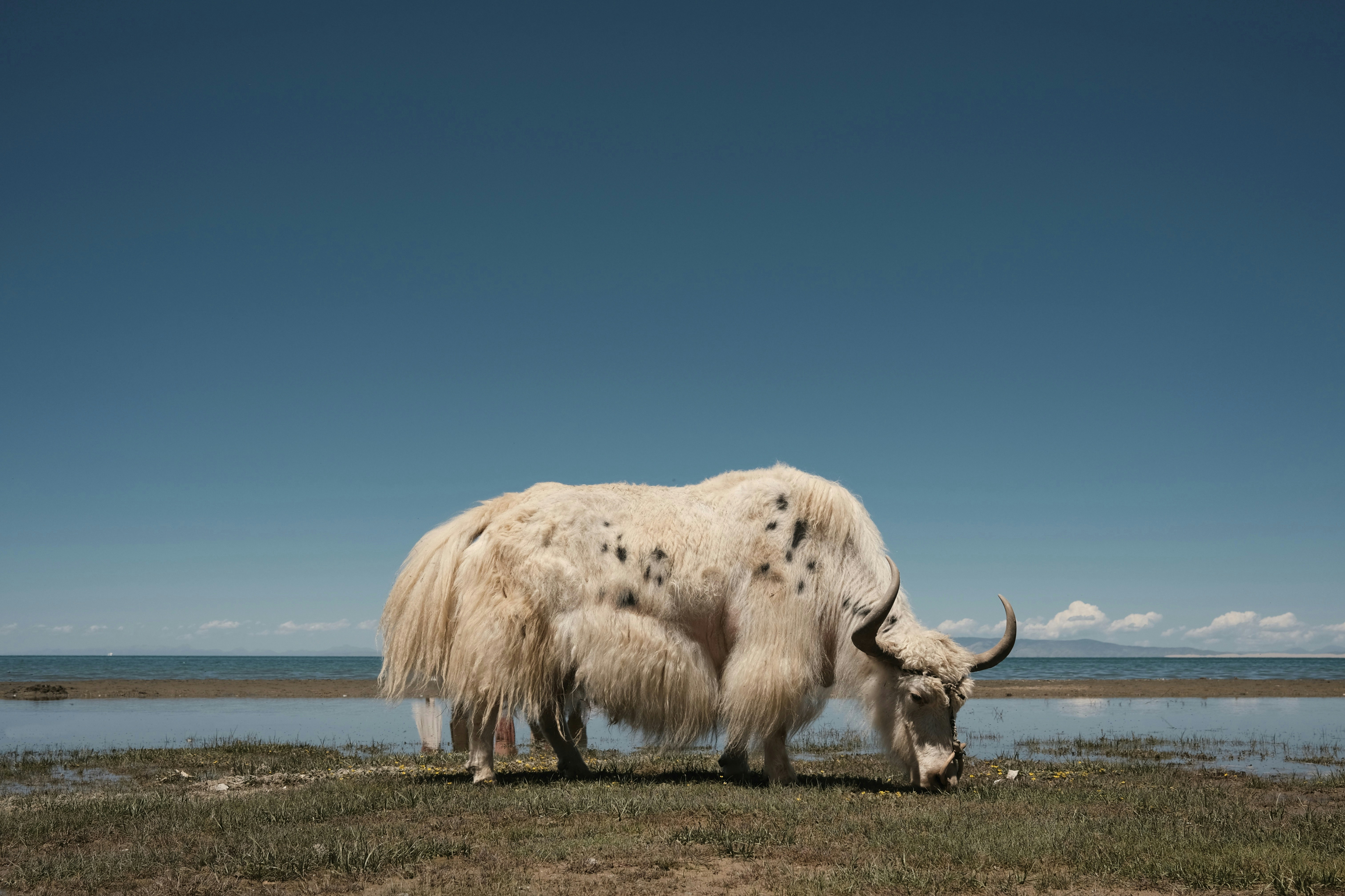 a white yak with long horns standing in a field