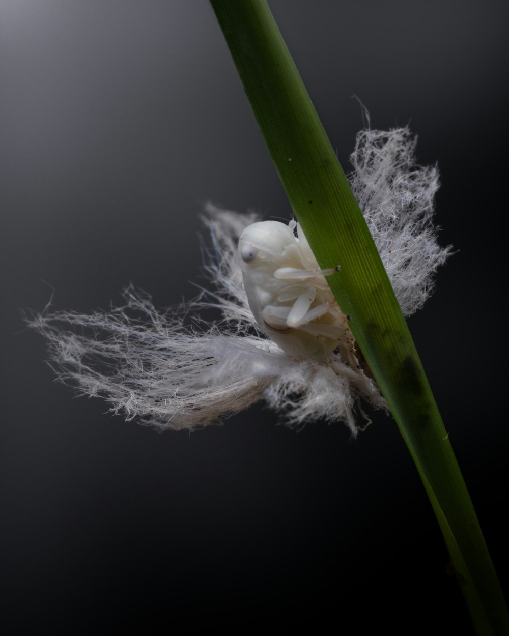 a close up of a leaf with a bug on it