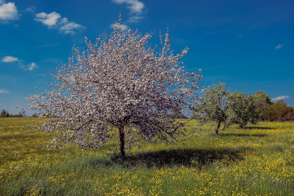 a flowering tree in a field with yellow flowers