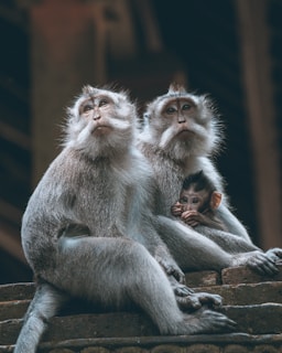 a group of monkeys sitting on top of a stone wall
