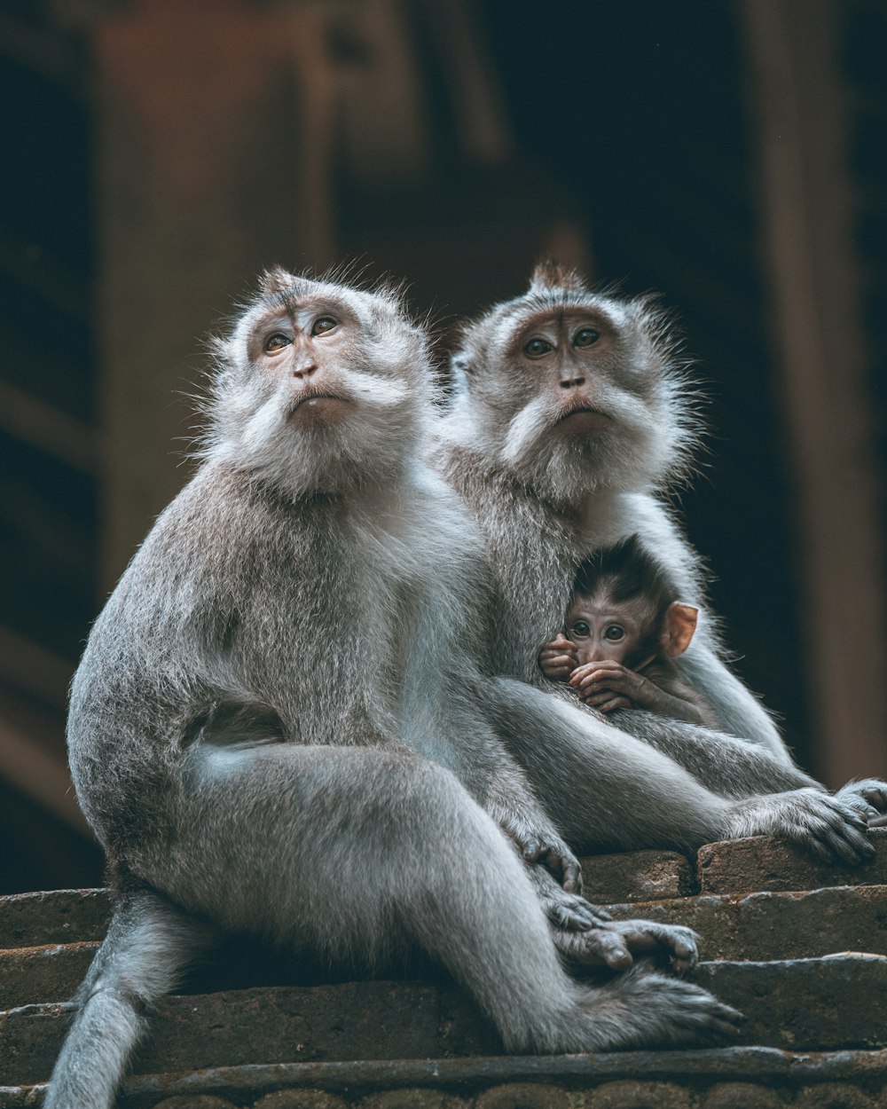 a group of monkeys sitting on top of a stone wall