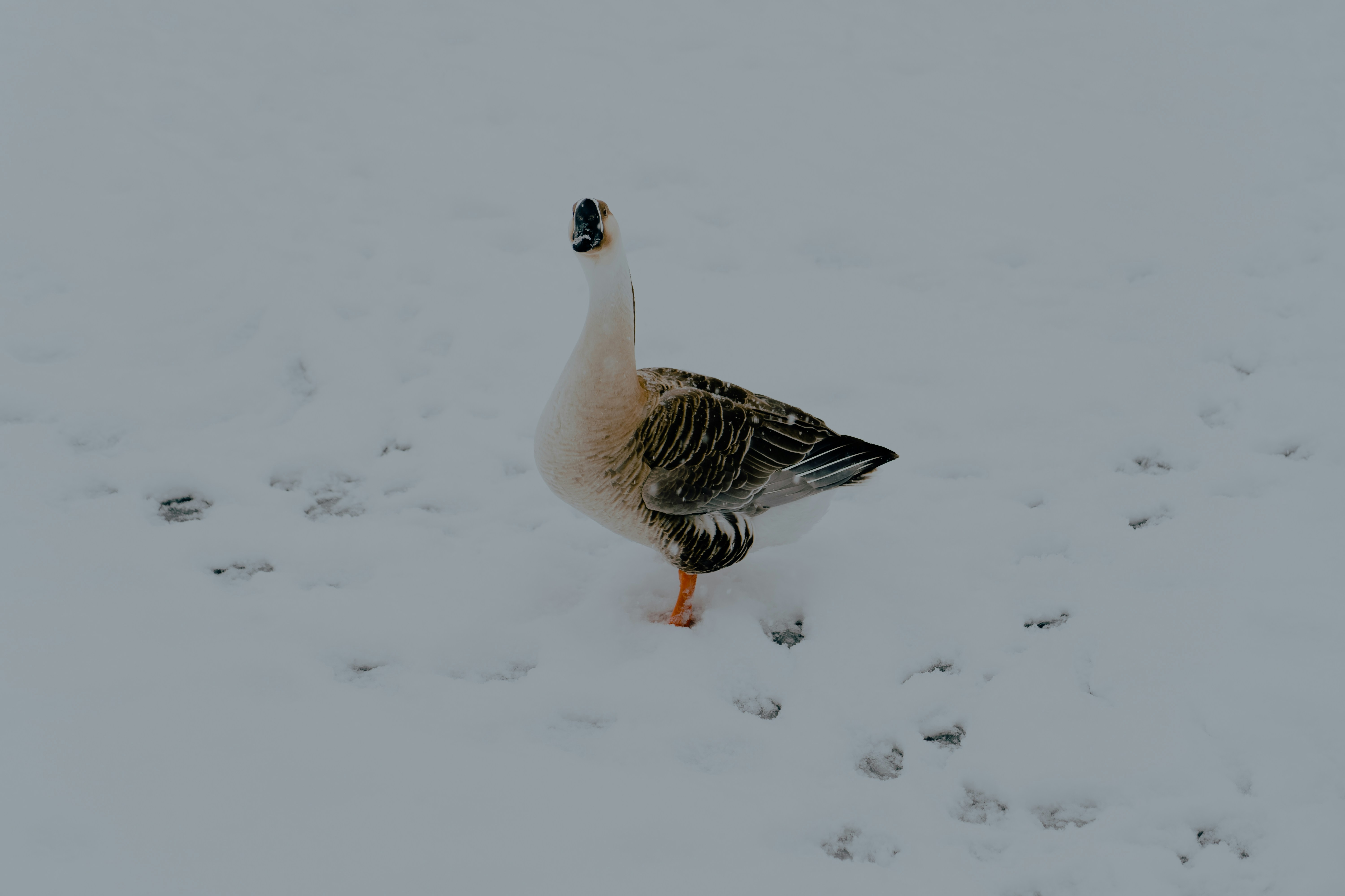 Photo by carmendis