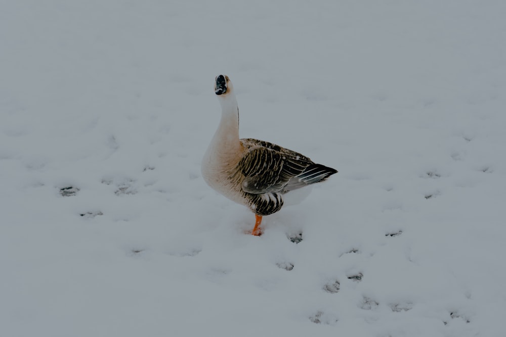 un'anatra in piedi nella neve in cerca di cibo