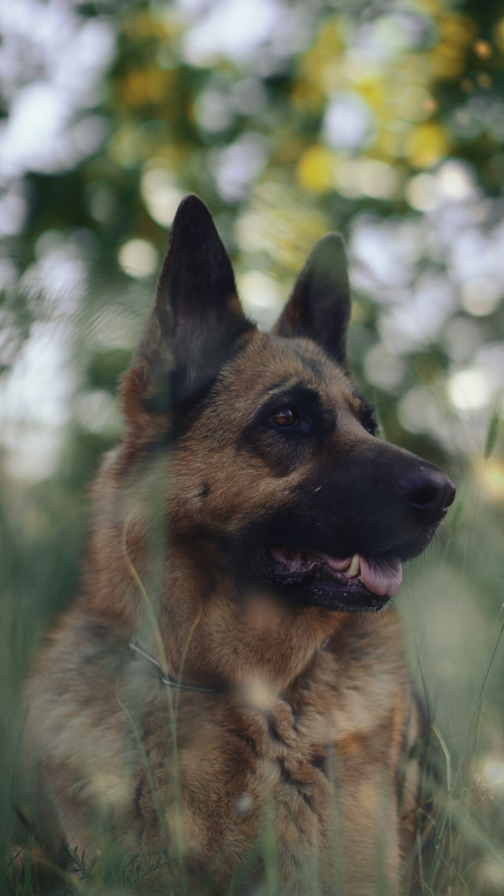 a dog sitting in a field of tall grass