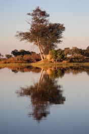 a lone tree is reflected in the still water of a lake