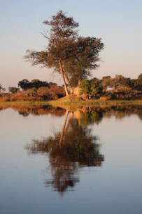 a lone tree is reflected in the still water of a lake