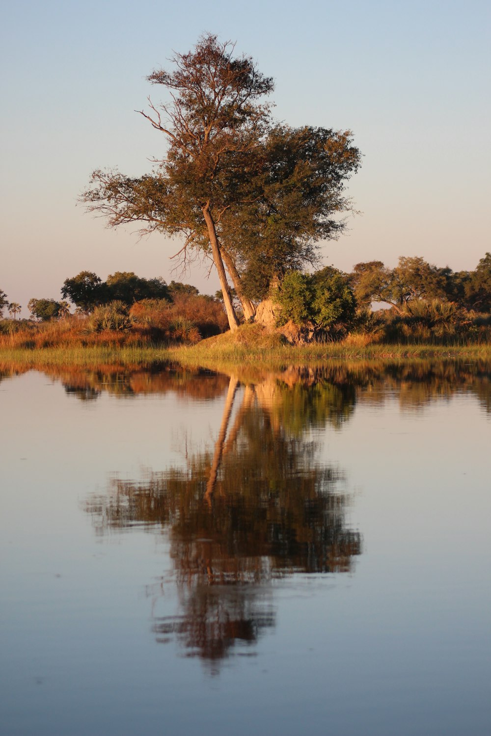 Un árbol solitario se refleja en el agua quieta de un lago