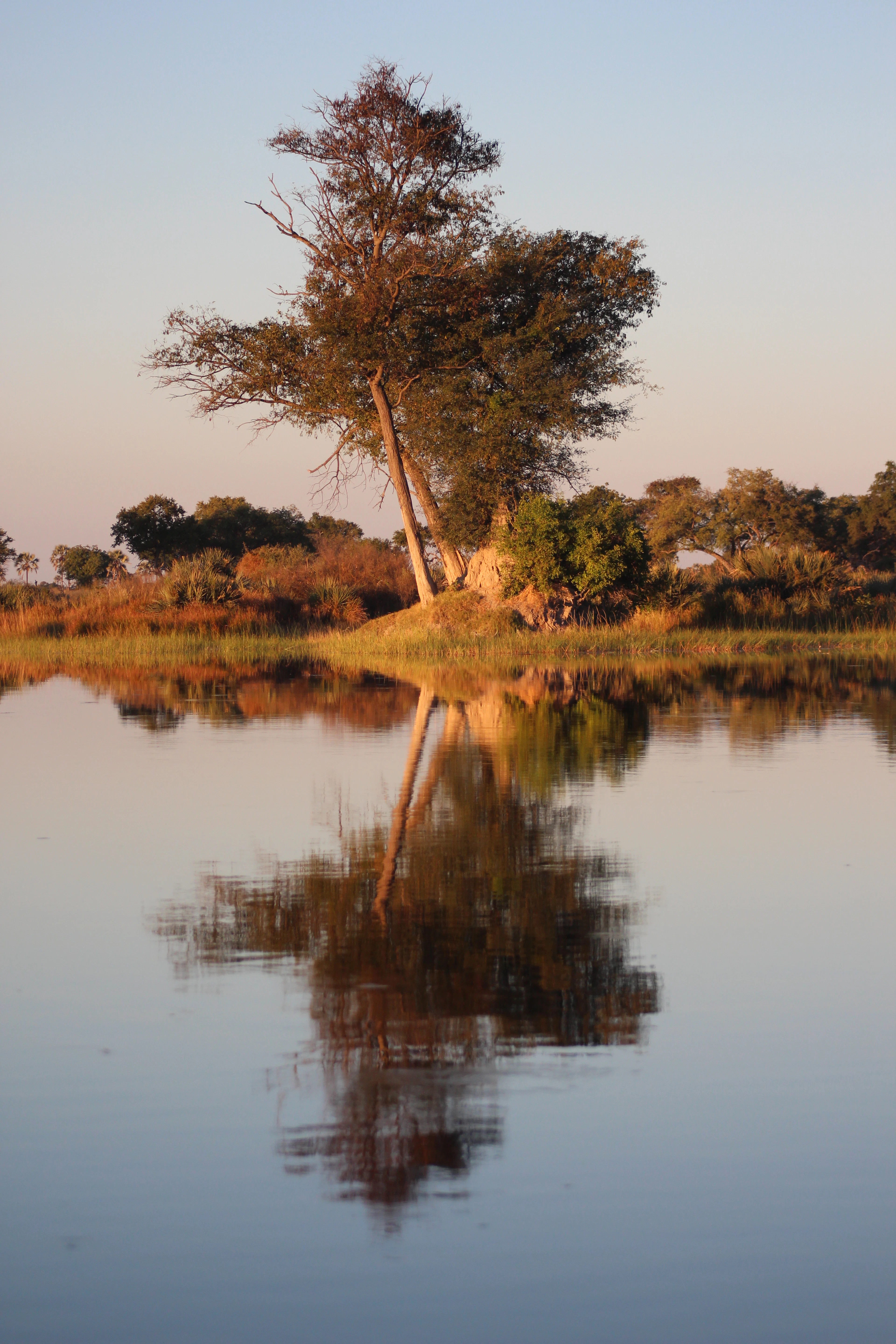 Trees and golden grass reflected in the still water of the flooded Okavango Delta