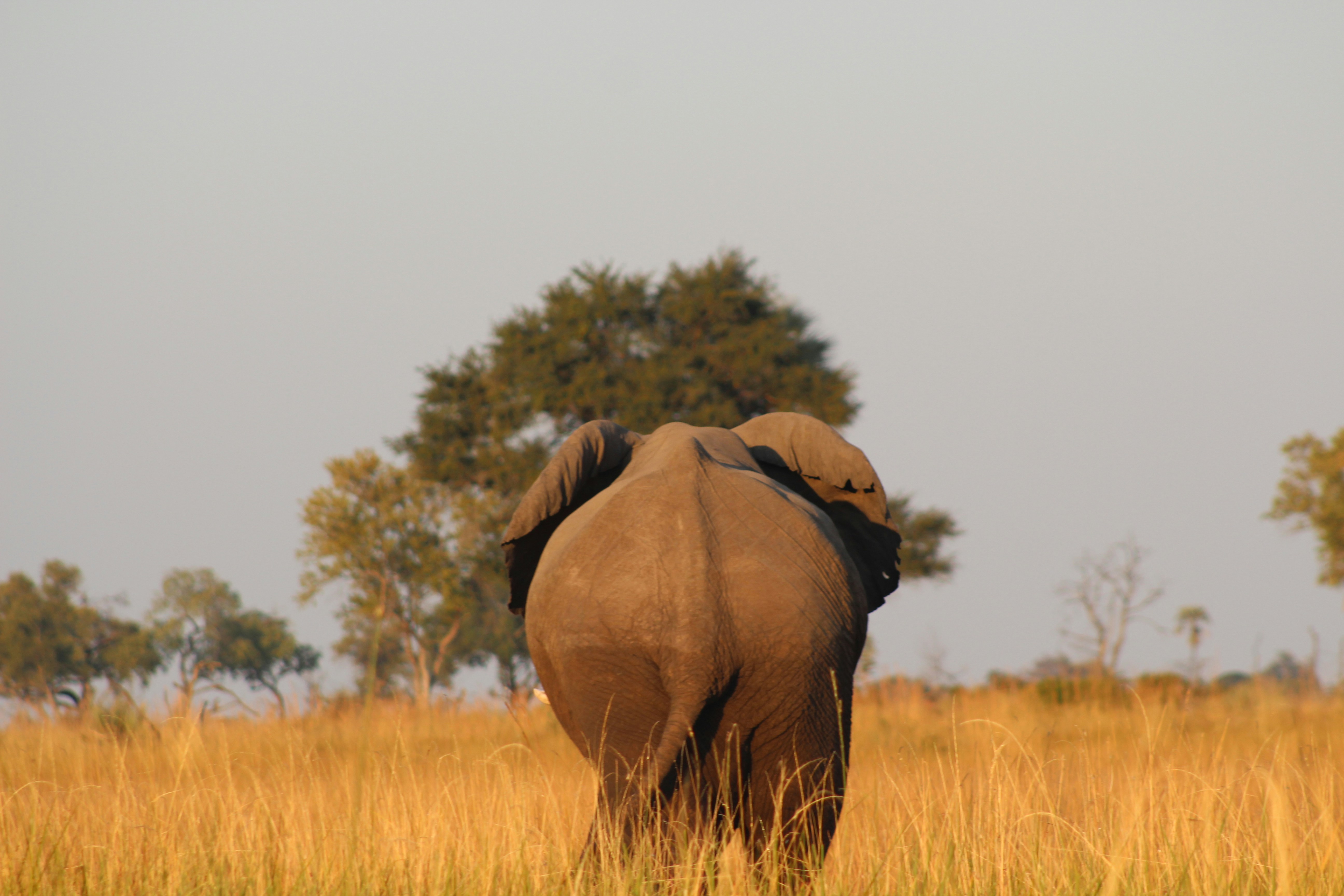 a large elephant walking through a dry grass field, Elephant walking away