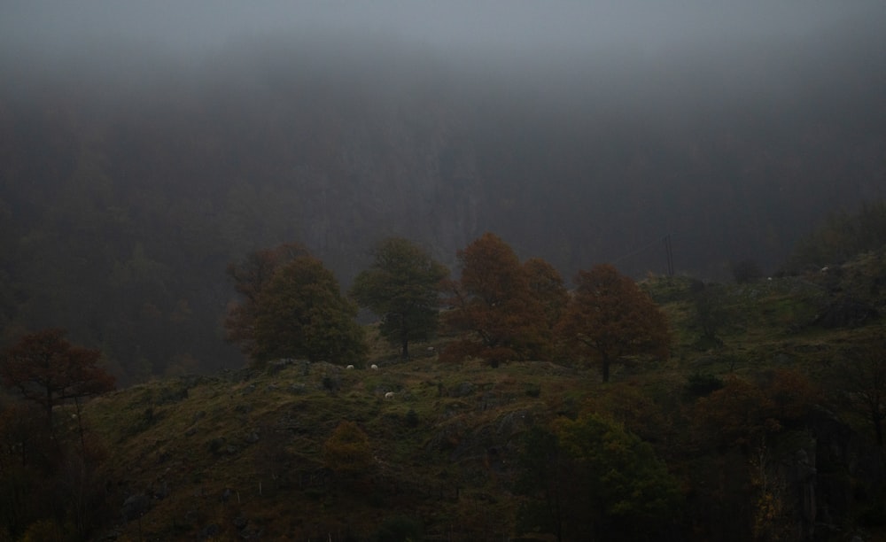 a foggy hillside with trees and sheep in the foreground