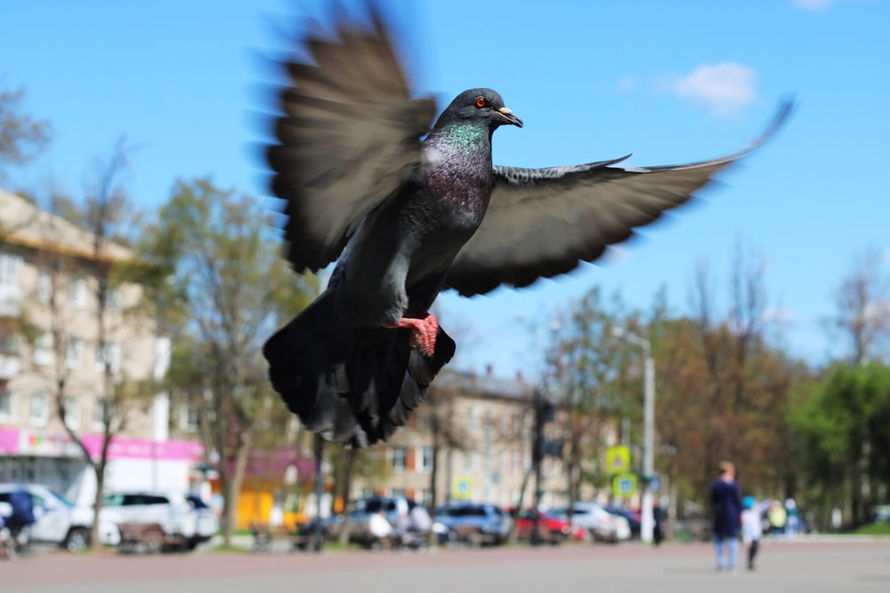 a pigeon flying in the air with its wings spread