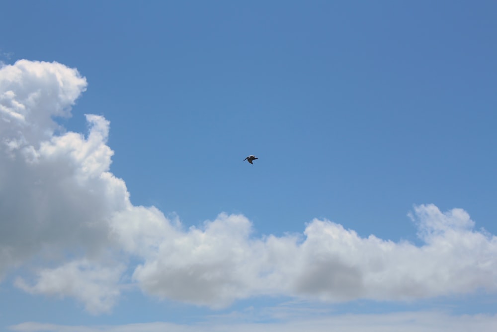 a bird flying high up in the sky