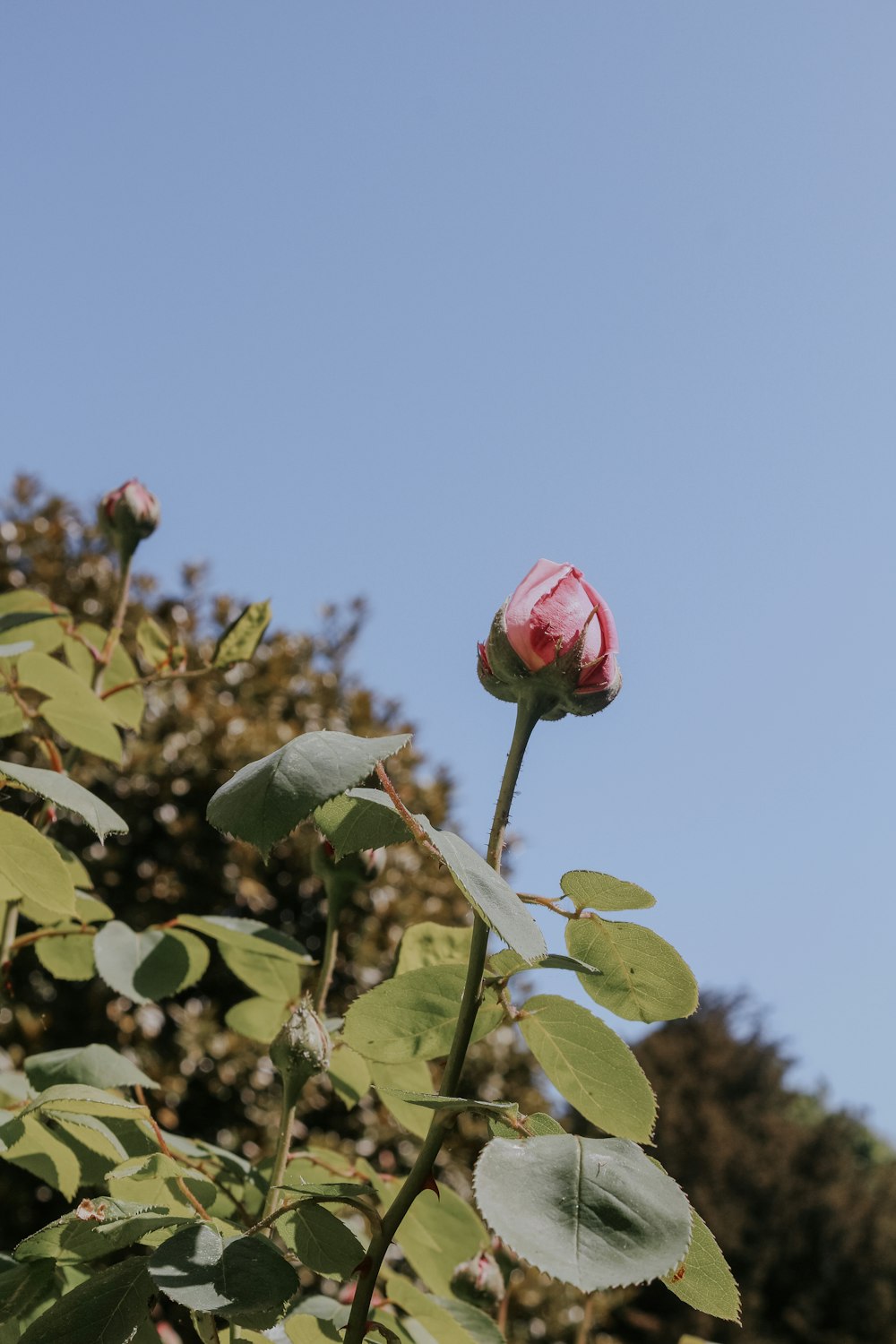 Eine einzelne rote Rose sitzt auf einem üppigen grünen Feld