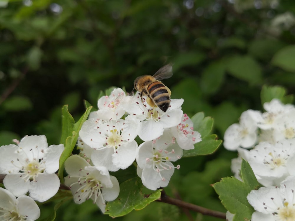 a bee sitting on top of a white flower