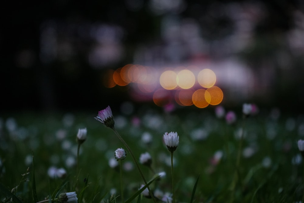 a bunch of flowers that are in the grass