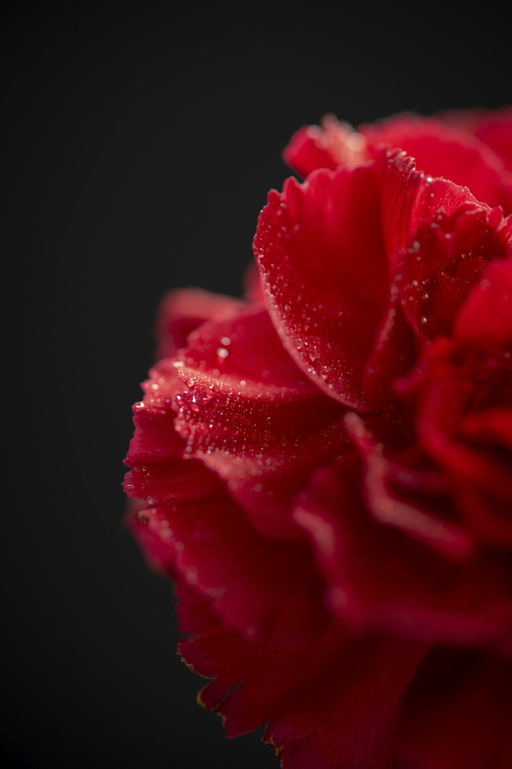 a red flower with water droplets on it