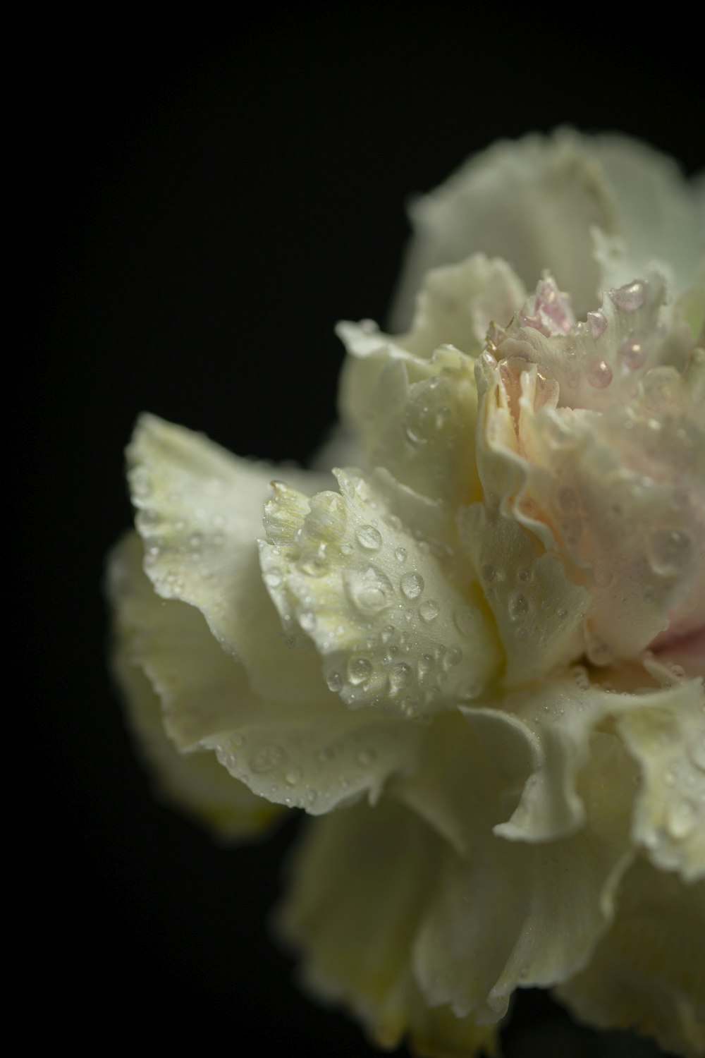 a white flower with water droplets on it