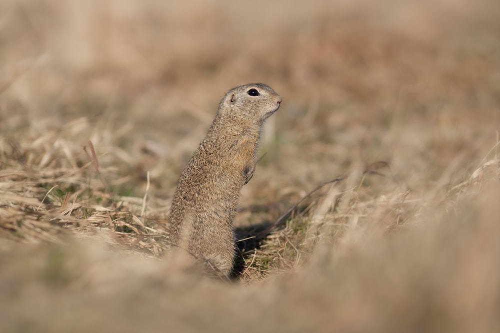 um pequeno animal em pé sobre suas patas traseiras em um campo