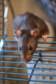 A small brown rat is perched on the bars of a metal cage. Its large black eyes and delicate whiskers are prominent, and its pink ears are perked forward. The metal bars of the cage are blue and the background appears out of focus, emphasizing the subject.